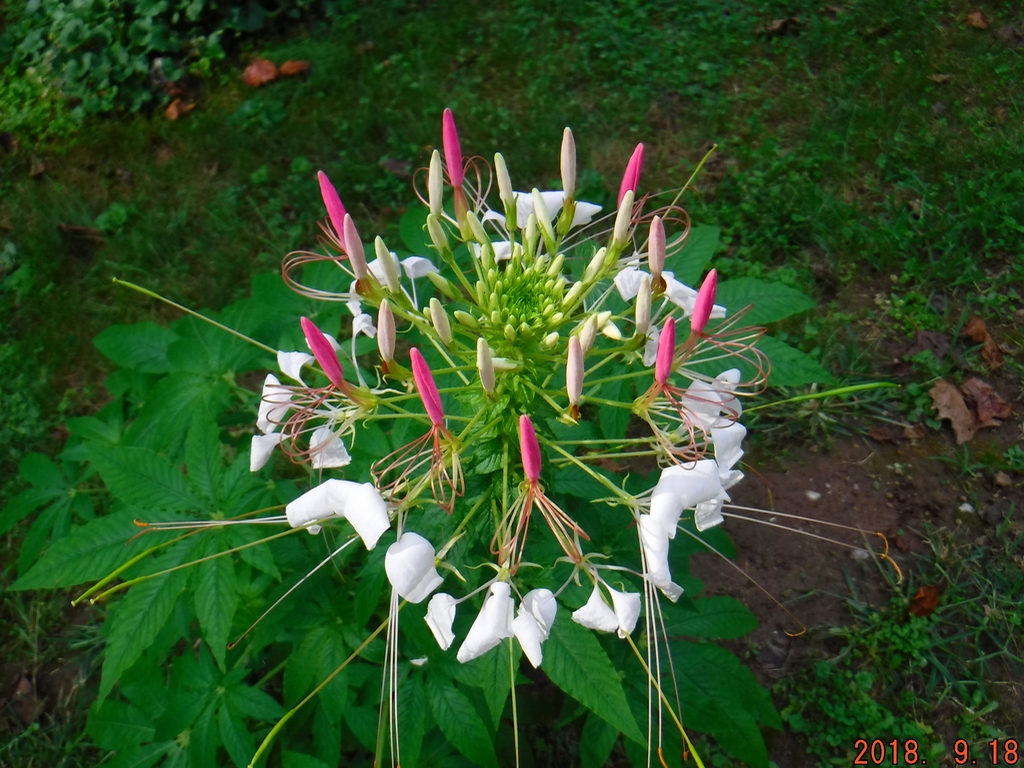 Cleome